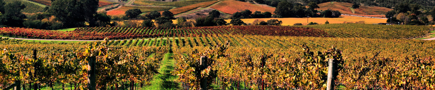 napa valley limo wine tours